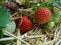 2013-0622-1545_Strawberries_16.0C